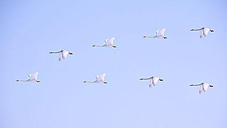 《黑色沙漠》新职业“妲卡尼亚”觉醒 魔人魔龙形态转换